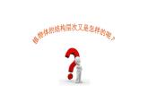 2.2.3植物体的结构层次优化 课件-2023-2024学年人教版生物七年级上册