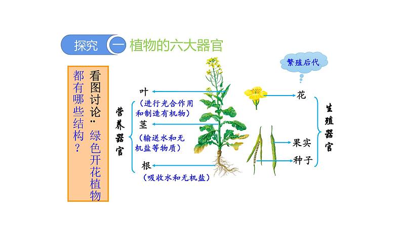 2.2.3植物体的结构层次优化 课件-2023-2024学年人教版生物七年级上册05