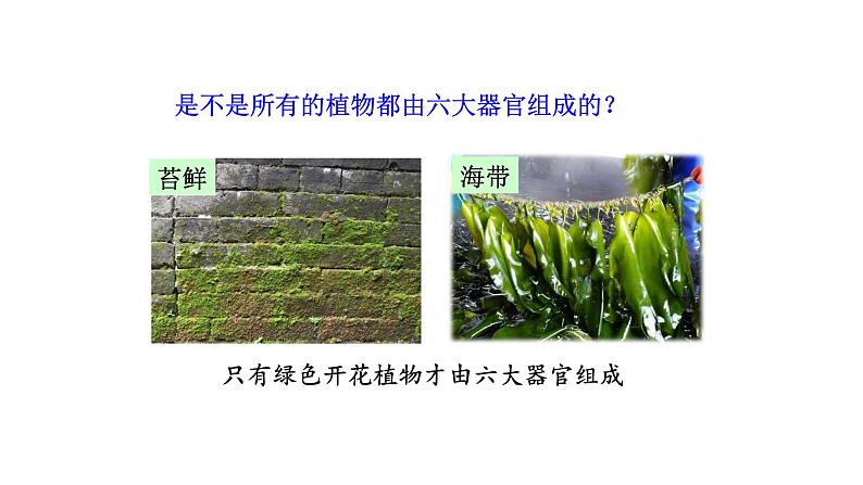 2.2.3植物体的结构层次优化 课件-2023-2024学年人教版生物七年级上册06