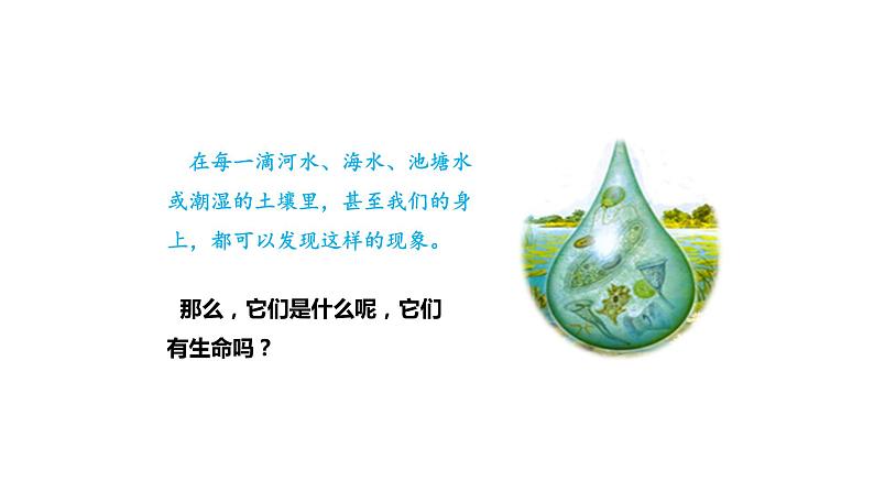 2.2.4单细胞生物优化 课件-2023-2024学年人教版生物七年级上册02