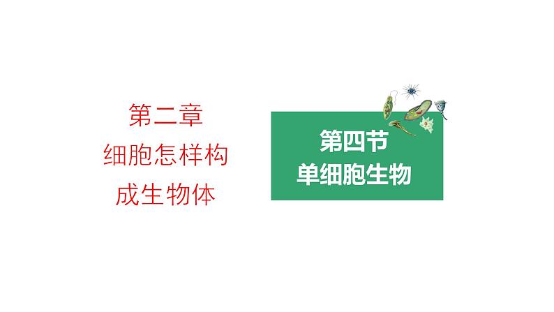 2.2.4单细胞生物优化 课件-2023-2024学年人教版生物七年级上册03