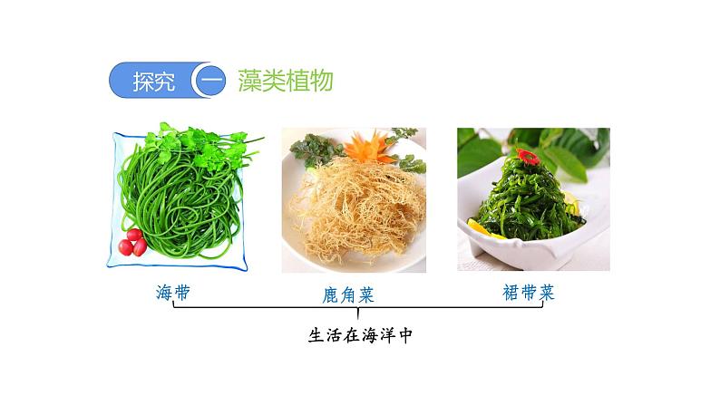 3.1.1藻类、苔藓和蕨类植物优化 课件-2023-2024学年人教版生物七年级上册05