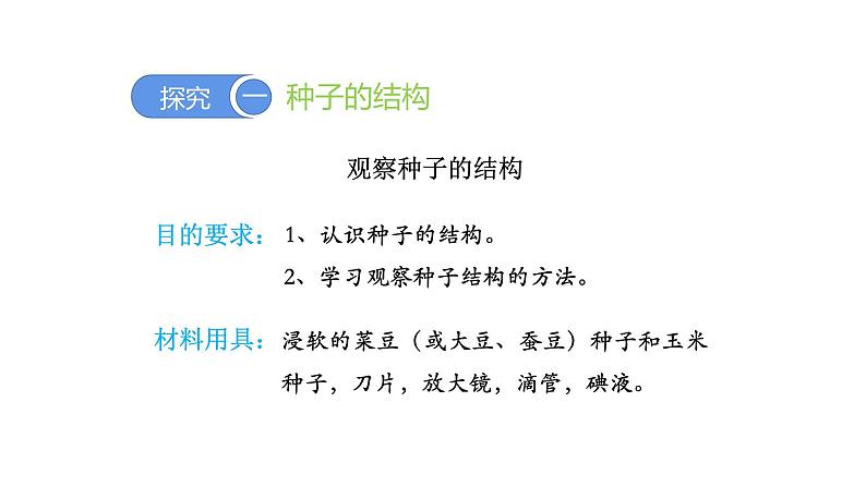 3.1.2种子植物优化 课件-2023-2024学年人教版生物七年级上册04