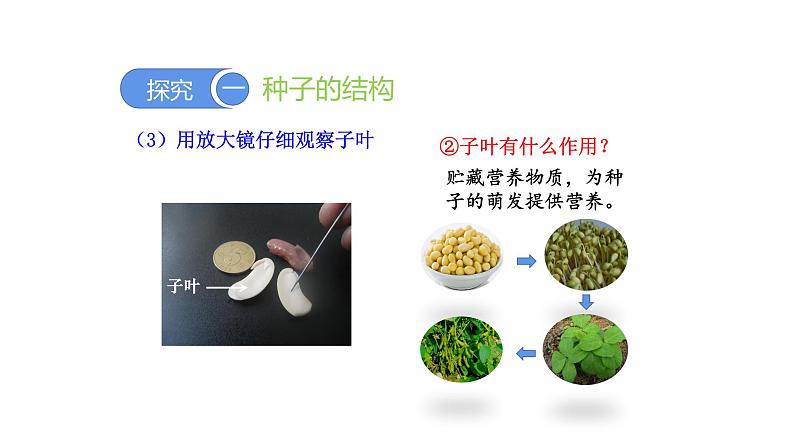 3.1.2种子植物优化 课件-2023-2024学年人教版生物七年级上册07