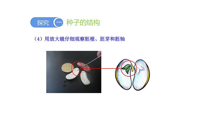 3.1.2种子植物优化 课件-2023-2024学年人教版生物七年级上册08