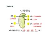 3.2.1种子的萌发优化 课件-2023-2024学年人教版生物七年级上册