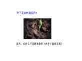 3.2.1种子的萌发优化 课件-2023-2024学年人教版生物七年级上册
