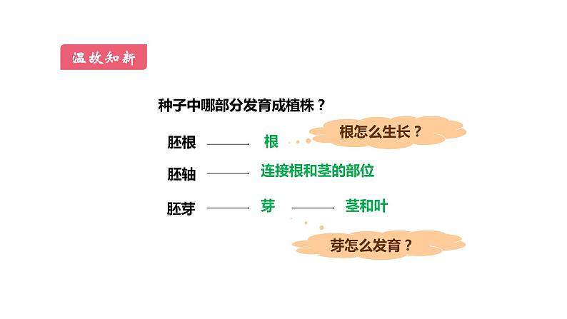 3.2.2植株的生长优化 课件-2023-2024学年人教版生物七年级上册02