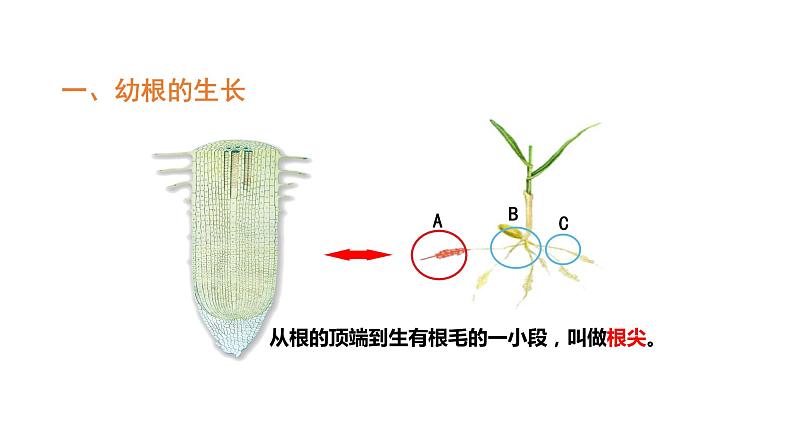 3.2.2植株的生长优化 课件-2023-2024学年人教版生物七年级上册03