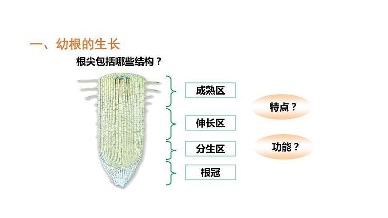 3.2.2植株的生长优化 课件-2023-2024学年人教版生物七年级上册04