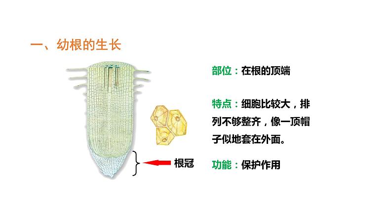 3.2.2植株的生长优化 课件-2023-2024学年人教版生物七年级上册05