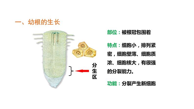 3.2.2植株的生长优化 课件-2023-2024学年人教版生物七年级上册06