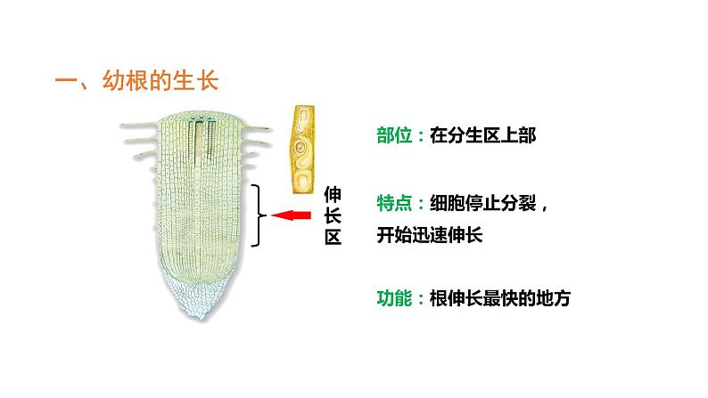 3.2.2植株的生长优化 课件-2023-2024学年人教版生物七年级上册07