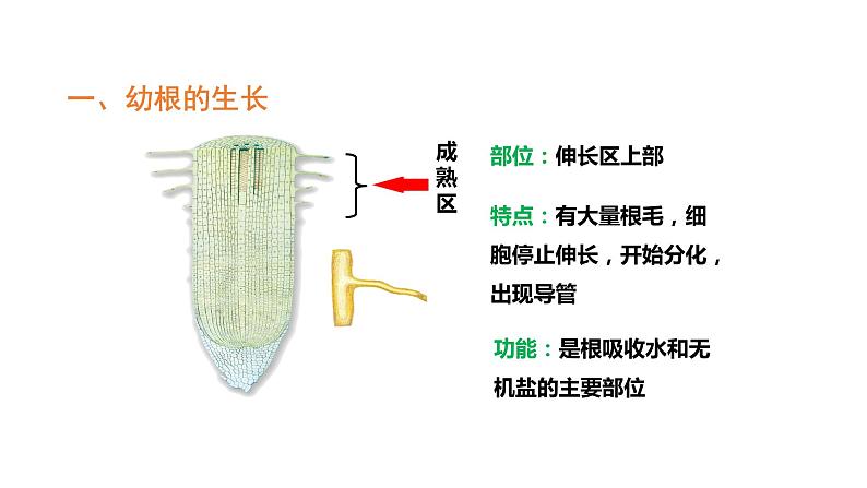 3.2.2植株的生长优化 课件-2023-2024学年人教版生物七年级上册08