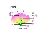 3.2.3开花和结果 课件-2023-2024学年人教版生物七年级上册