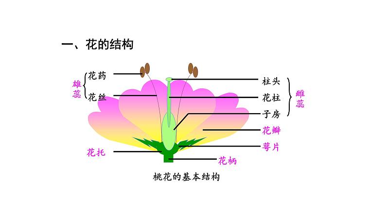 3.2.3开花和结果 课件-2023-2024学年人教版生物七年级上册04