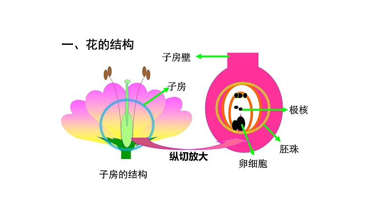 3.2.3开花和结果 课件-2023-2024学年人教版生物七年级上册05