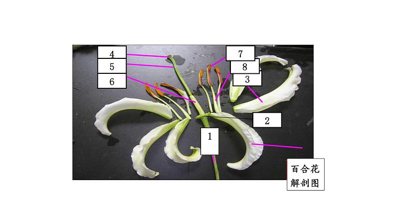 3.2.3开花和结果 课件-2023-2024学年人教版生物七年级上册08