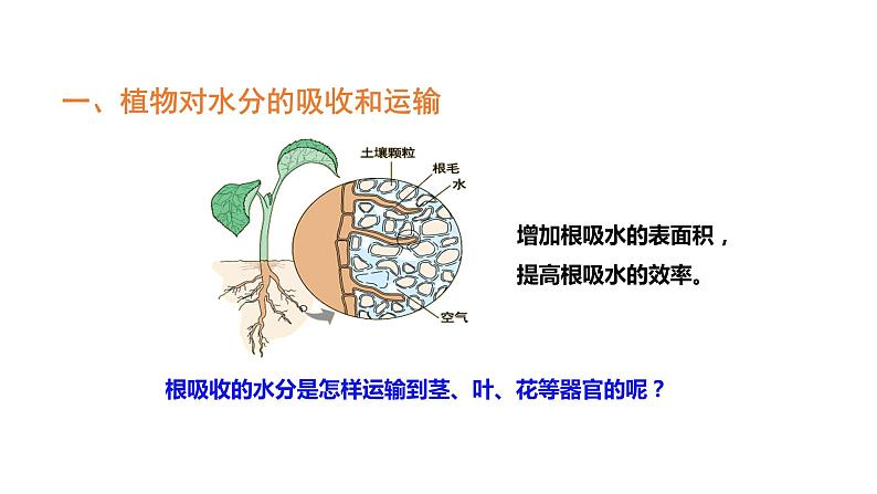 3.3绿色植物与生物圈的水循环优化 课件-2023-2024学年人教版生物七年级上册05