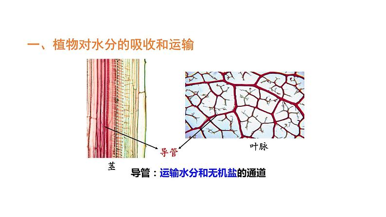 3.3绿色植物与生物圈的水循环优化 课件-2023-2024学年人教版生物七年级上册07