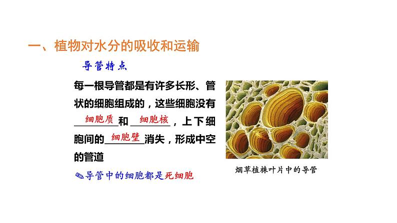 3.3绿色植物与生物圈的水循环优化 课件-2023-2024学年人教版生物七年级上册08