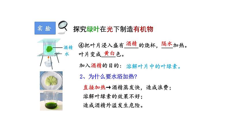 3.4绿色植物是生物圈中有机物的制造者优化 课件-2023-2024学年人教版生物七年级上册07