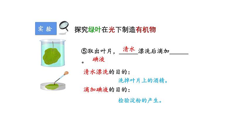 3.4绿色植物是生物圈中有机物的制造者优化 课件-2023-2024学年人教版生物七年级上册08