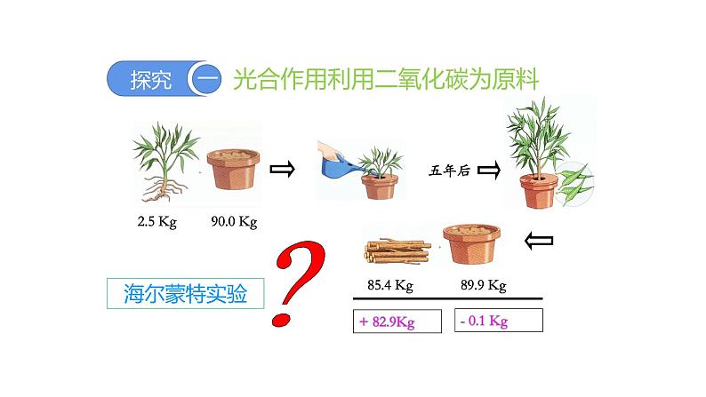 3.5.1光合作用吸收二氧化碳释放氧气优化 课件-2023-2024学年人教版生物七年级上册04