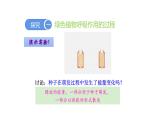 3.5.2 绿色植物的呼吸作用优化 课件-2023-2024学年人教版生物七年级上册