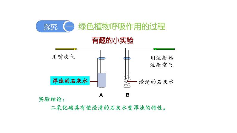 3.5.2 绿色植物的呼吸作用优化 课件-2023-2024学年人教版生物七年级上册05