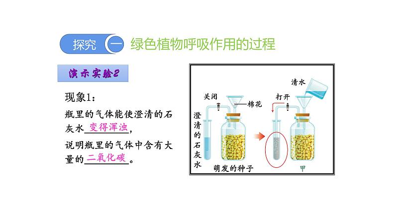 3.5.2 绿色植物的呼吸作用优化 课件-2023-2024学年人教版生物七年级上册06