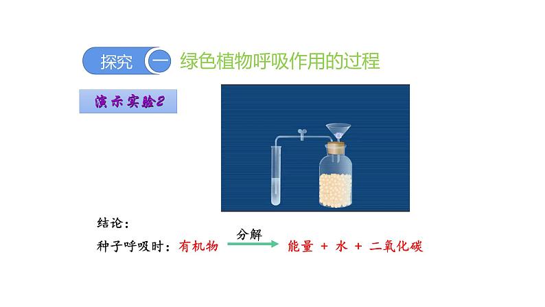 3.5.2 绿色植物的呼吸作用优化 课件-2023-2024学年人教版生物七年级上册08