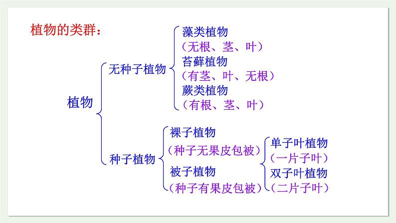 苏教版生物八上5.14.1 五彩缤纷的植物世界（第1课时）（课件PPT)02