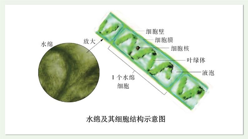 苏教版生物八上5.14.1 五彩缤纷的植物世界（第1课时）（课件PPT)05