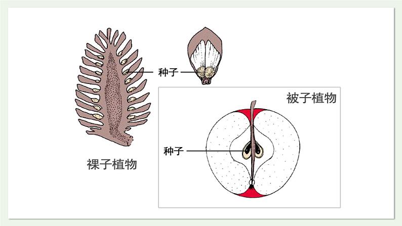 苏教版生物八上5.14.1 五彩缤纷的植物世界（第2课时）（课件PPT)08