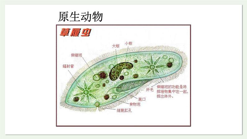 苏教版生物八上5.14.2 千姿百态的动物世界（课件PPT)03