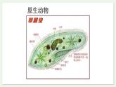 苏教版生物八上5.14.2 千姿百态的动物世界（课件PPT)