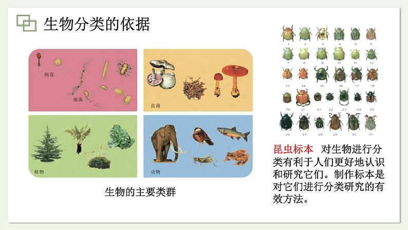 苏教版生物八上5.14.4 生物的分类（课件PPT)第2页