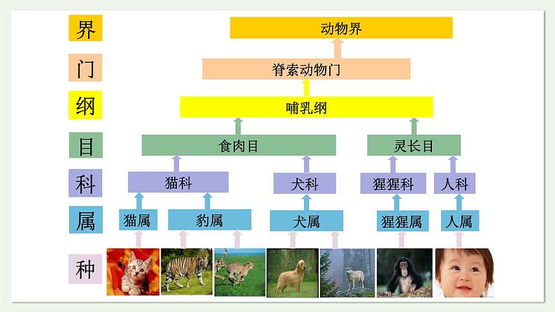 苏教版生物八上5.14.4 生物的分类（课件PPT)第5页