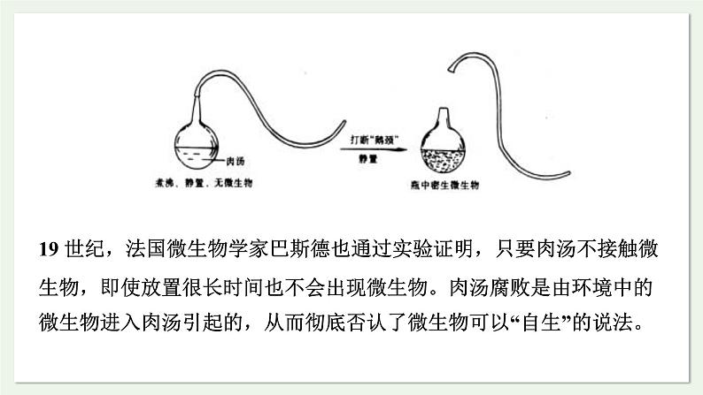 苏教版生物八上5.16.1 生命的诞生（课件PPT)06