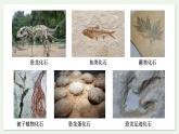 苏教版生物八上5.16.2 生物进化的历程（课件PPT)