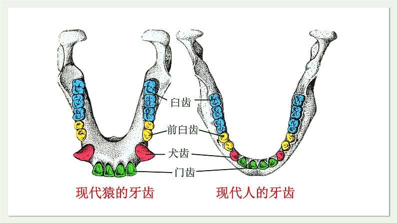 苏教版生物八上5.16.4 人类的起源和进化（课件PPT)第7页