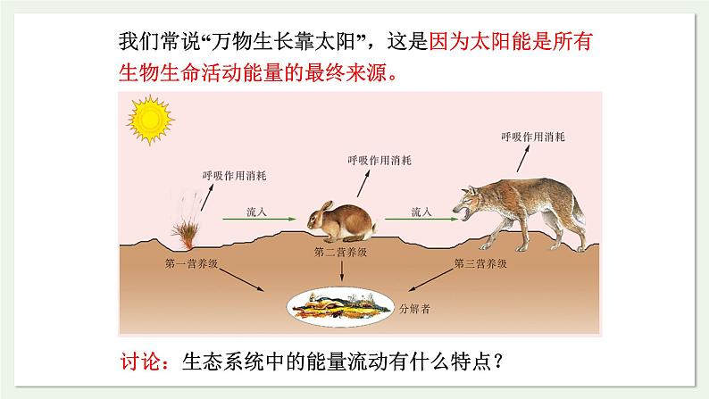 苏教版生物八上7.19.2 生态系统中的能量流动和物质循环（课件PPT)05