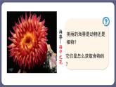 5.1.1腔肠动物和扁形动物 课件-2023-2024学年人教版生物八年级上册