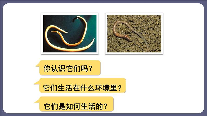 5.1.2线形动物和环节动物 课件-2023-2024学年人教版生物八年级上册03