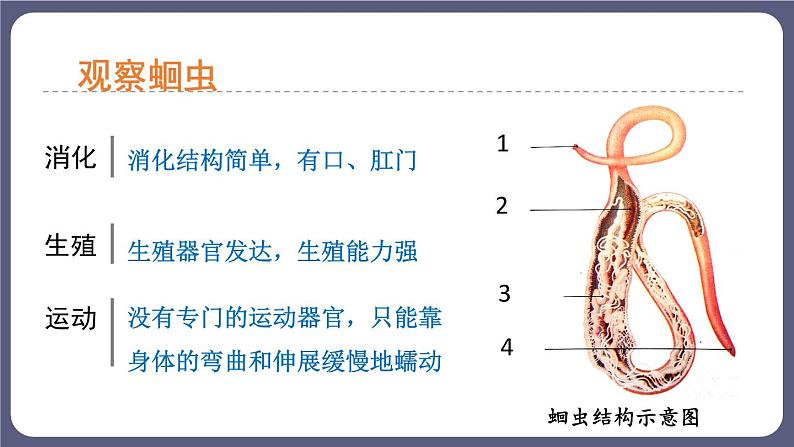 5.1.2线形动物和环节动物 课件-2023-2024学年人教版生物八年级上册06