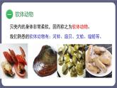 5.1.3软体动物和节肢动物 课件-2023-2024学年人教版生物八年级上册