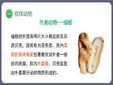 5.1.3软体动物和节肢动物 课件-2023-2024学年人教版生物八年级上册