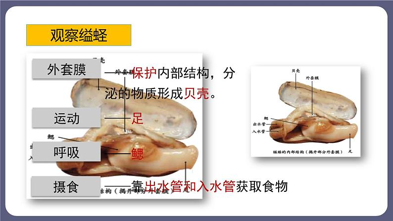 5.1.3软体动物和节肢动物 课件-2023-2024学年人教版生物八年级上册第6页