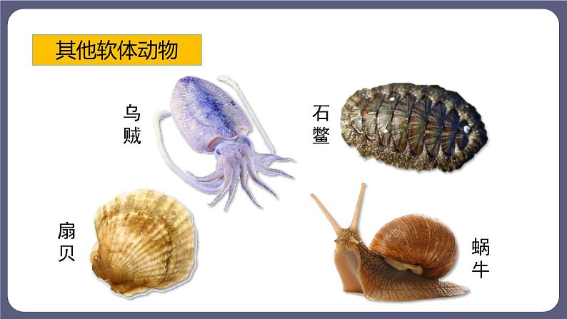 5.1.3软体动物和节肢动物 课件-2023-2024学年人教版生物八年级上册第7页